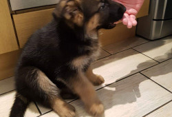 Chiot Berger Allemand