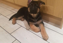 Chiot Berger Allemand