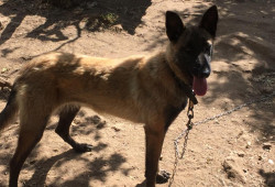 BERGER BELGE MALINOIS