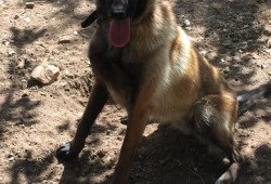 BERGER BELGE MALINOIS