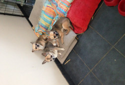 3 chihuahuas males