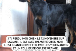 J’ai perdu mon chien