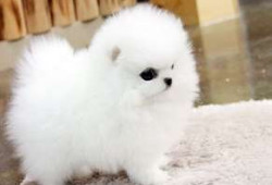 Chiot Pomeranien propr