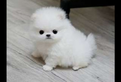 Chiot Pomeranien propr