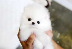 Chiot Pomeranien propr