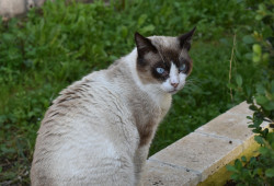 Beau siamois à adopter