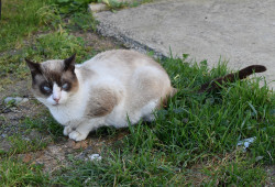 Beau siamois à adopter