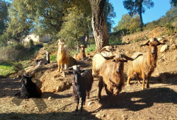 vente chèvres corses