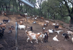 vente chèvres corses