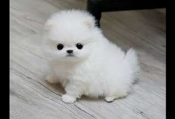 chiot Pomeranien