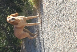 Trouvé Chien de chasse