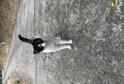 Amour pour chatte